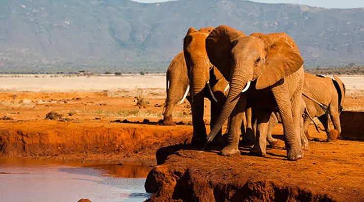 Tsavo East Safari